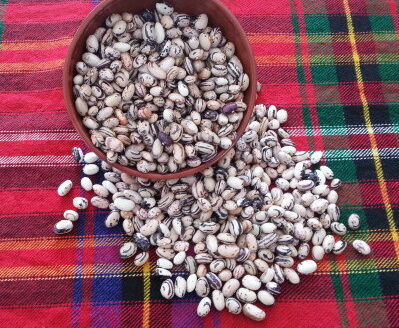 Смилянски боб дребен