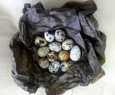 Яйца от Пъдпъдък 12 бр.