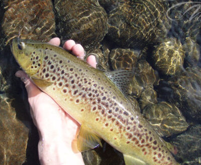 Прясна пъстърва