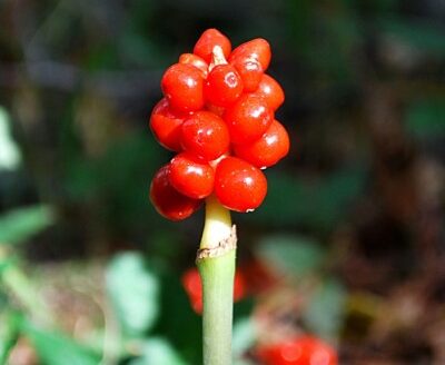 змийска хурка