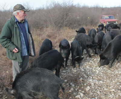 Пасищно прасенце 1