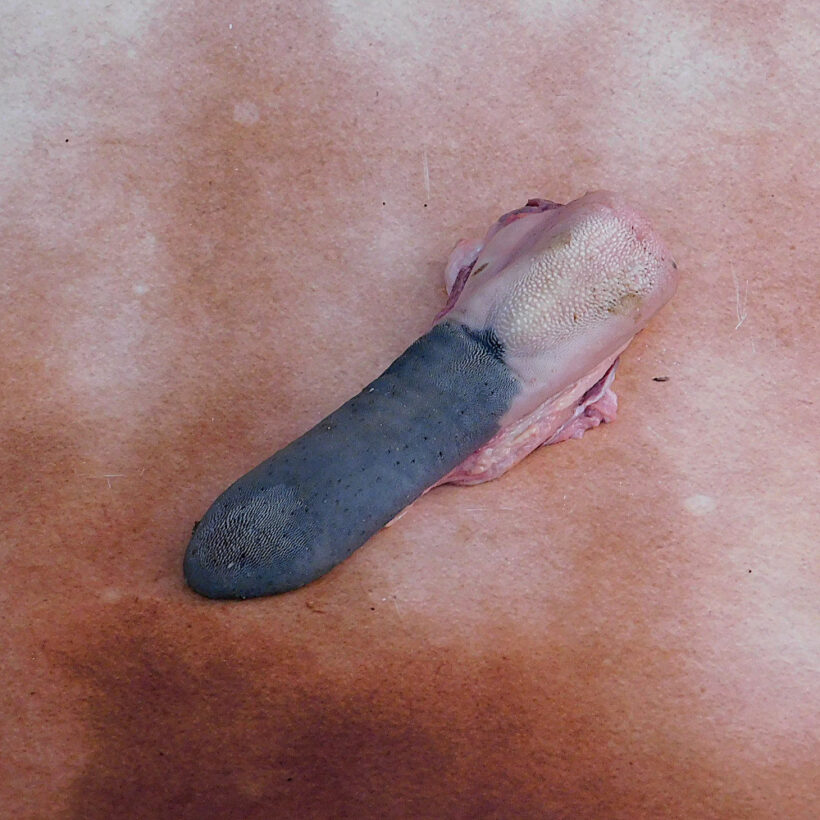 език блек ангъс