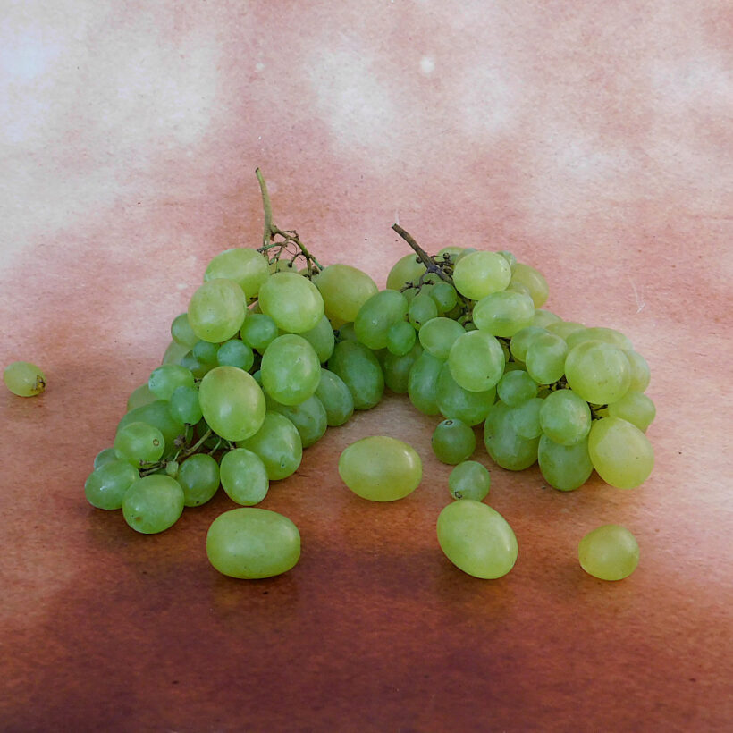 бяло грозде