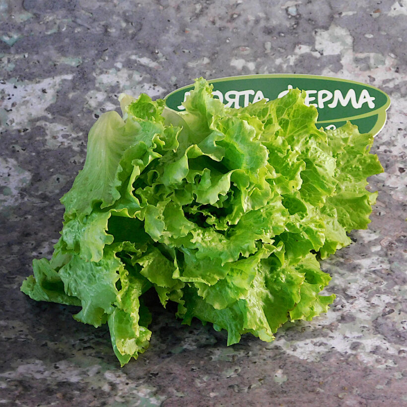 зелена салата зелена салата