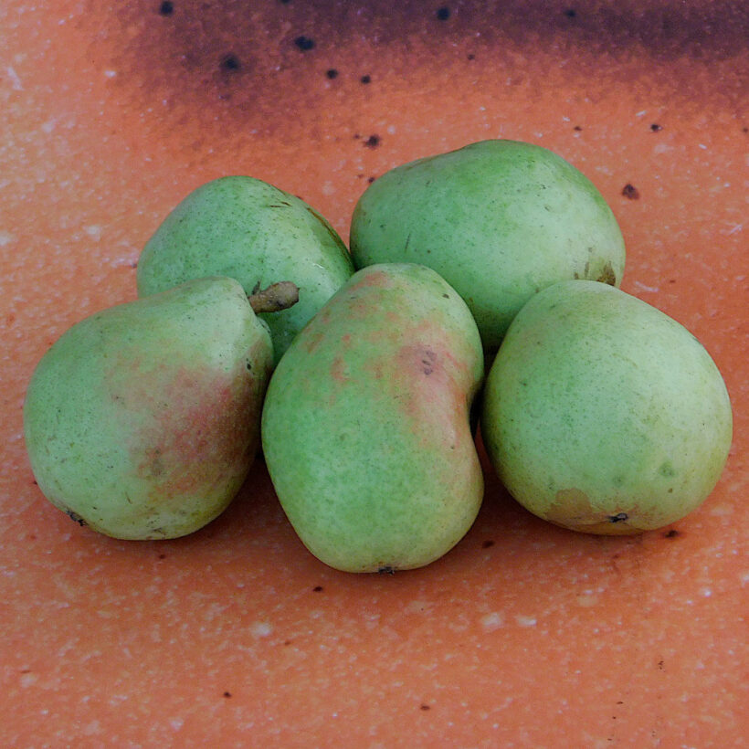 круши санта мария