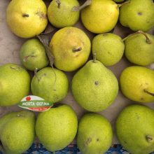 круши от манастир Благовещение круши от манастир Благовещение