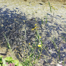 Дъгова пъстърва