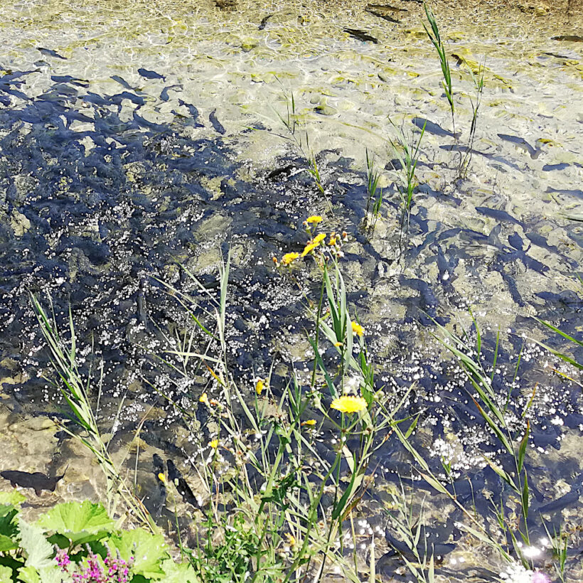 Дъгова пъстърва