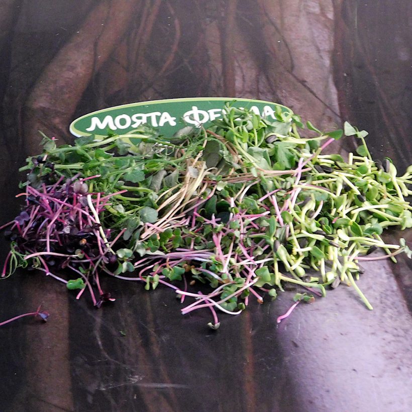 микро растения