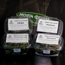 микрорастения