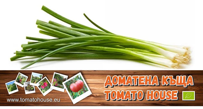 ДОМАТЕНАТА КЪЩА БИО ПРЕСЕН ЛУК 1БР - Моята Ферма