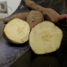 батати сорт японски батати сорт японски